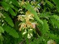 tamarind